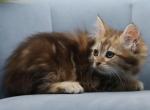 Uma of RomanovCats - Siberian Cat For Sale - Ashburn&comma; VA&comma; US