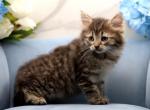 UNESCO of RomanovCats - Siberian Cat For Sale - Ashburn&comma; VA&comma; US