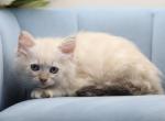 Upsala of RomanovCats - Siberian Cat For Sale - Ashburn&comma; VA&comma; US