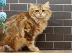 Vika of RomanovCats - Siberian Cat For Sale - Ashburn&comma; VA&comma; US