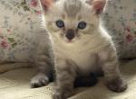 Elsa - Bengal Cat For Sale - CO&comma; US