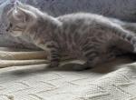 Ana - Bengal Cat For Sale - CO&comma; US