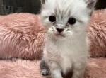 Jasper - Minuet Kitten For Sale - West Branch&comma; MI&comma; US