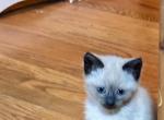 T - Siamese Cat For Sale - Catasauqua&comma; PA&comma; US
