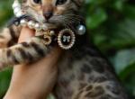 Prada - Bengal Cat For Sale - Los Angeles&comma; CA&comma; US