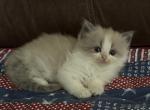 Juniper - Ragdoll Cat For Sale - Denver&comma; PA&comma; US
