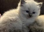 Marigold - Ragdoll Cat For Sale - Denver&comma; PA&comma; US