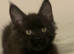 black smoke - Maine Coon Cat For Sale - Lanoka Harbor&comma; NJ&comma; US