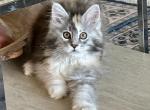 Sparkles - Maine Coon Cat For Sale - Boerne&comma; TX&comma; US