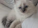 Blue Fully Pointed Female Ragdoll - Ragdoll Cat For Sale - Central Nyack&comma; NY&comma; US