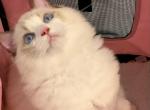 rocky - Ragdoll Cat For Sale - Irvine&comma; CA&comma; US