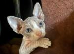 Dustin - Sphynx Cat For Sale - FL&comma; US
