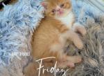 Mr Copper - Exotic Cat For Sale - TN&comma; US