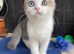 Lyolik - British Shorthair Cat For Sale - Los Angeles&comma; CA&comma; US