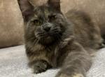 Assol - Maine Coon Cat For Sale - Hollywood&comma; FL&comma; US