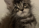 beauty - Maine Coon Cat For Sale - Lanoka Harbor&comma; NJ&comma; US