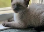 Dashys babies - Siamese Cat For Sale - Hamden&comma; CT&comma; US