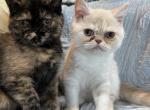 Exotics kittens - Exotic Cat For Sale - Sunderland&comma; MA&comma; US