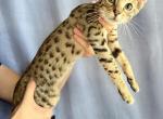 Savannah F5 - Savannah Cat For Sale - Grant Valkaria&comma; FL&comma; US