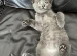 Gray Kitten - American Shorthair Cat For Sale - Agawam&comma; MA&comma; US