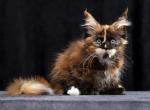 Yara - Maine Coon Cat For Sale - Hollywood&comma; FL&comma; US