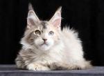 Umaya - Maine Coon Cat For Sale - Hollywood&comma; FL&comma; US