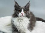 Koko Shanel - Maine Coon Cat For Sale - Miami&comma; FL&comma; US