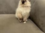 Rolex AVAILABLE - Birman Cat For Sale - Mount Vernon&comma; WA&comma; US
