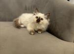 Sandra RESERVED - Birman Cat For Sale - Mount Vernon&comma; WA&comma; US