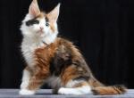 Brigid - Maine Coon Cat For Sale - Miami&comma; FL&comma; US
