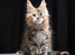Astrid - Maine Coon Cat For Sale - Miami&comma; FL&comma; US