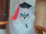 Hitomi - Siberian Cat For Sale - Miami&comma; FL&comma; US