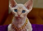 Genry - Devon Rex Cat For Sale - Norwalk&comma; CT&comma; US