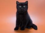 Freddie Mercury - British Shorthair Cat For Sale - Hollywood&comma; FL&comma; US