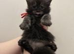 Calcifer - Maine Coon Cat For Sale - St&period; Louis&comma; MO&comma; US