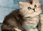 Ravelle - Munchkin Cat For Sale - Pembroke Pines&comma; FL&comma; US