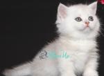 Tigran - Munchkin Cat For Sale - Pembroke Pines&comma; FL&comma; US