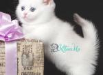 Trisha - Munchkin Cat For Sale - Pembroke Pines&comma; FL&comma; US