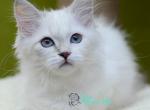 Misa - Siberian Cat For Sale - Pembroke Pines&comma; FL&comma; US