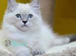 Mikka - Siberian Cat For Sale - Pembroke Pines&comma; FL&comma; US