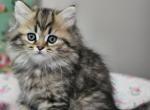 Leo - Persian Kitten For Sale - Grand Rapids&comma; MI&comma; US