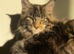 Ariel - Maine Coon Cat For Sale - CA&comma; US