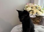 Black kitten - American Shorthair Cat For Sale - Agawam&comma; MA&comma; US