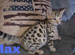 Adopted - Bengal Cat For Sale - Needmore&comma; PA&comma; US
