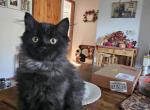 Smokey - Maine Coon Cat For Sale - Van Horne&comma; IA&comma; US