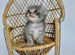 Quinley - Munchkin Cat For Sale - Neosho&comma; MO&comma; US