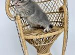 Coral - Munchkin Cat For Sale - Neosho&comma; MO&comma; US