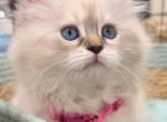 One female left only - Siberian Cat For Sale - Hollywood&comma; FL&comma; US