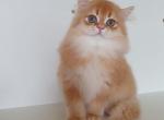 Xavier located at Florida - Scottish Fold Cat For Sale - Hollywood&comma; FL&comma; US