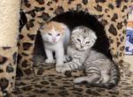Silver Scottish Fold - Scottish Fold Kitten For Sale - Denver&comma; CO&comma; US